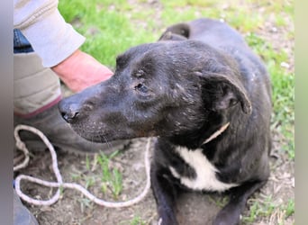 Rhino - NOTFALL !!! - Wenn man nicht auffällt, geht man unter