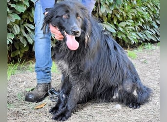 Settimio - Ich bin da, jetzt läuft's!?