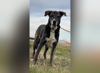 Lola - Das Herz hat seine Gründe