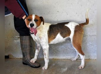 Olli - Quirliges Hundekind braucht dringend Familie