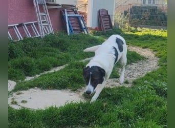 Fioretta - NOTFALL - 2. Lebensglück gesucht