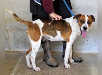 Olli - Quirliges Hundekind braucht dringend Familie