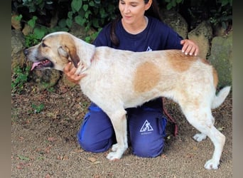 Solidea - 744 Stunden