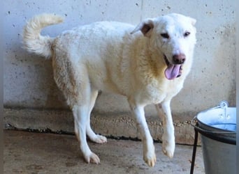 Arriel - aller guten Dinge sind drei