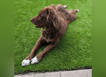 Eurialo - SOS - Dringend neues Zuhause oder Pflegestelle gesucht/Wenn du alles verlierst