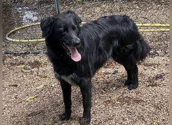 Ibiza - (Dringend Zuhause oder Pflegestelle gesucht) möchte auch ein Fleißkärtchen...