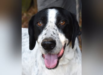 Demetrius - SOS - Sensibler Hund in großer Not