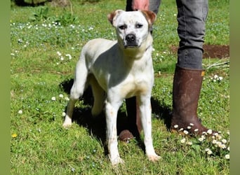 Jedd - Der Hund mit den Sommersprossen
