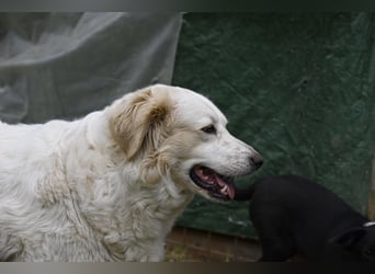 Idylle - Sanfte Hündin sucht Lieblingsmenschen
