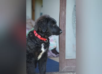 Thor - bereit für sein ganz persönliches Donnerwetter an Liebe