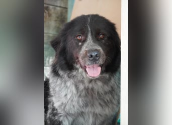 Olivia - Schüchterne Schönheit sucht neue Hunde-Menschen-Familie