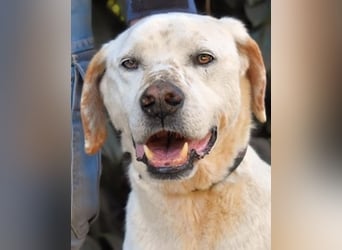 Ginko - SOS - Drei Brüder in großer Not