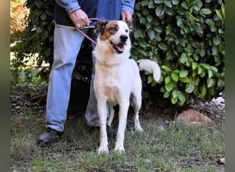 Miah - wohn"haft" in einem Hundelager