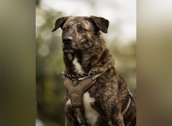 Ludwig - Nur Mädchen erlaubt