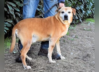 Rinaldo - Gold-Senior sucht dringend Zuhause