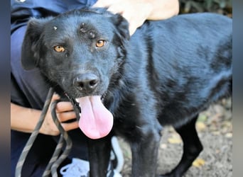 Saffiro - Ein Schritt Richtung Hundeglück