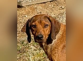 Yola - wie bei Hänsel und Gretel - nur schlimmer