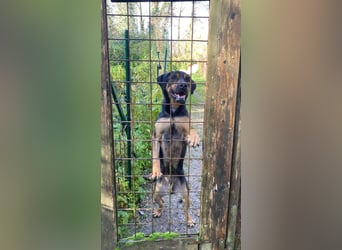 Robin - (Dringend Zuhause oder Pflegestelle gesucht) Ein unbeschriebenes Blatt...