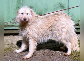 Lynnette - Power-Hündin sucht sportliches Zuhause