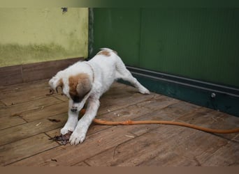 Elenio - SOS - Dringend neue Pflegestelle oder ein Zuhause gesucht - Ein leuchtendes Fellknäuel