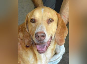 Dioneo - nur ein....!