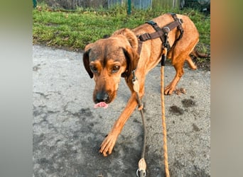 Yola - wie bei Hänsel und Gretel - nur schlimmer