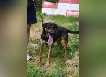 Robin - (Dringend Zuhause oder Pflegestelle gesucht) Ein unbeschriebenes Blatt...