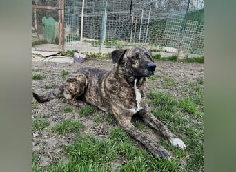 Ludwig - Nur Mädchen erlaubt