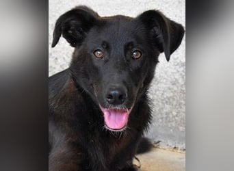 Ouzo - "Und wenn sie nicht weg sind......