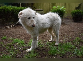 Lynnette - Power-Hündin sucht sportliches Zuhause