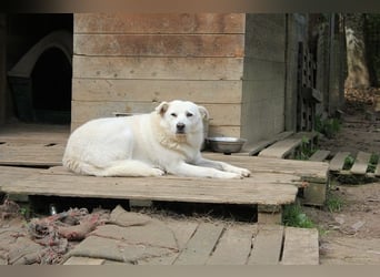 Gea - eine zarte Seele auf der Suche nach ihren Menschen