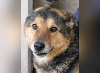Annalise - Eine liebevolle Gefährtin mit einem sicheren Wesen