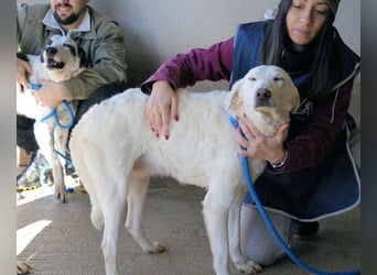 Arriel - aller guten Dinge sind drei