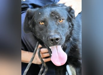 Saffiro - Ein Schritt Richtung Hundeglück