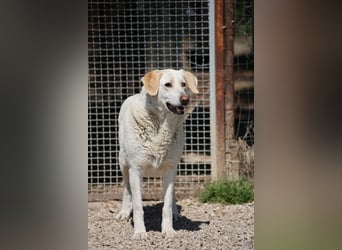 Patty - leise Schritte, große Hoffnung