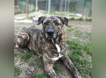 Ludwig - Nur Mädchen erlaubt