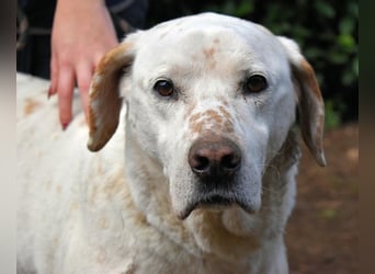Ginko - SOS - Drei Brüder in großer Not