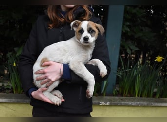 Elenio - SOS - Dringend neue Pflegestelle oder ein Zuhause gesucht - Ein leuchtendes Fellknäuel
