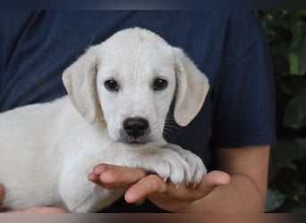 Mavius -...und Mama konnte es dir nicht zeigen