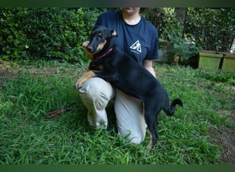 Drifa - vorsichtiges Hundemädchen auf der Suche nach Geborgenheit