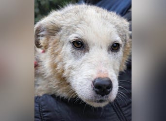 Kemyra - Ein "Wölfchen" sucht sein Rudel