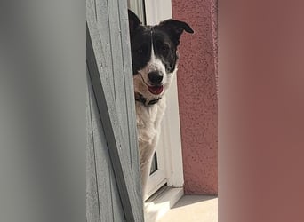 Fioretta - NOTFALL - 2. Lebensglück gesucht