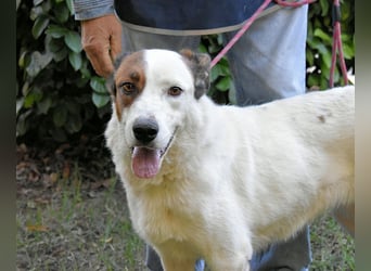 Miah - wohn"haft" in einem Hundelager