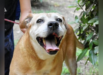 Rinaldo - Gold-Senior sucht dringend Zuhause