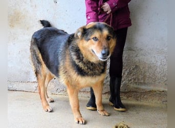 Annalise - Eine liebevolle Gefährtin mit einem sicheren Wesen