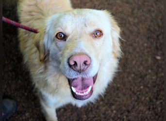 Rodman - läuft sich die Seele wund