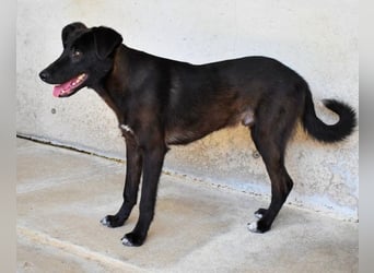 Ouzo - "Und wenn sie nicht weg sind......