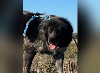 Olivia - Schüchterne Schönheit sucht neue Hunde-Menschen-Familie