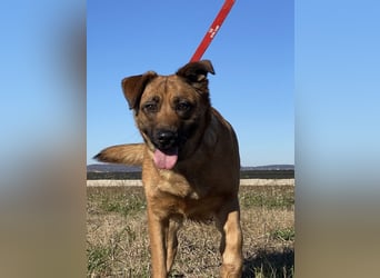 Asha - Neugierige Frohnatur sucht ihren Prinzessinnenplatz