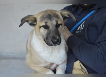 Quivira - Kleines Hundekind, was nun?